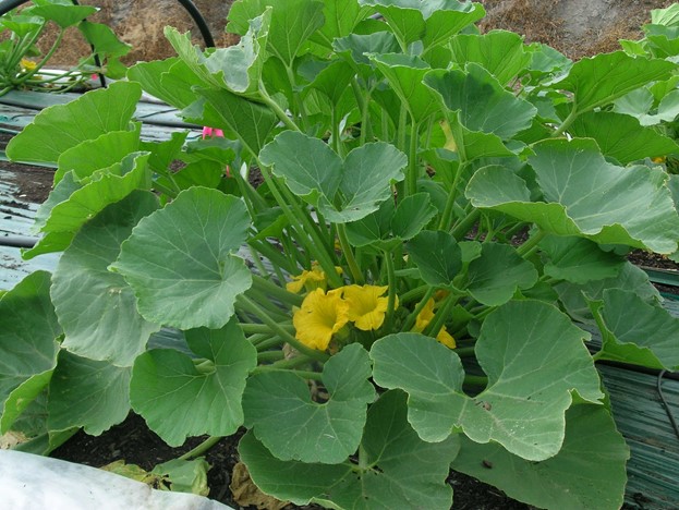 USDA_ARS's tweet image. 𝘋𝘪𝘢𝘱𝘩𝘢𝘯𝘪𝘢 𝘯𝘪𝘵𝘪𝘥𝘢𝘭𝘪𝘴, also called pumpkin caterpillar, devours leaves, burrows into stems, attacks newly set fruit &amp;amp; tunnels in pulp. They also feed on other members of the squash family, such as cucumbers, eggplant &amp;amp; melons. loom.ly/9VU7a0E #SysEntLab