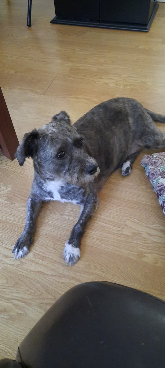 SongOfRayne's tweet photo. How spoiled is Sophie....
She is giving me sad, tormented puppy eyes because she has to lay on the floor for 2 days while we wait on the new couch.
#dramaticdog https://t.co/KgX8HM1OVl
