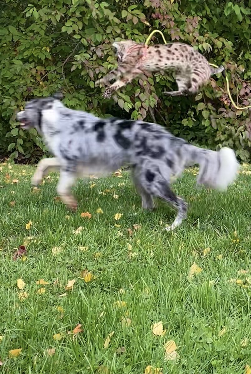 rikkelmania's tweet image. Rosie’s favourite game is ball and Basil’s favourite is National Geographic 

He is the cheetah and Rosie is the gazelle