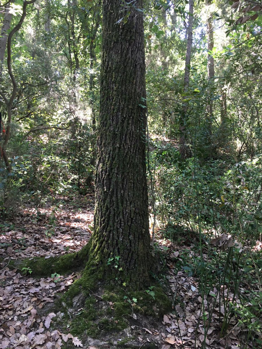 LifeBiorgest's tweet photo. 🍃 Conservar y mejorar, dos aspectos básicos que explican qué es #LifeBiorgest.
@cfcatalunya
@ctforestal
@cpforestal
@CREAF_ecologia
@XCNatura
@LIFEprogramme https://t.co/1D9Ri1EYdZ