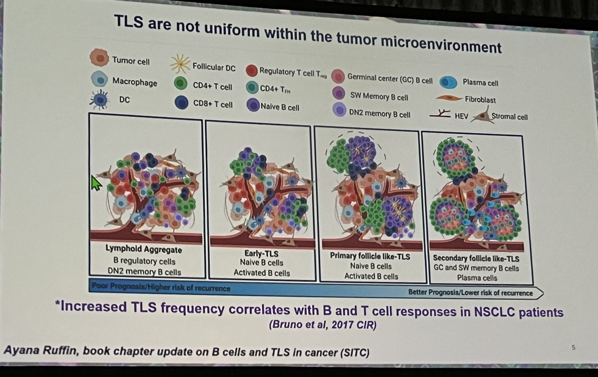 Such a great session at #cicon22 on the #TME, now listening to Tulia Bruno talk about #TLS, background to her latest work published in @CIR_AACR