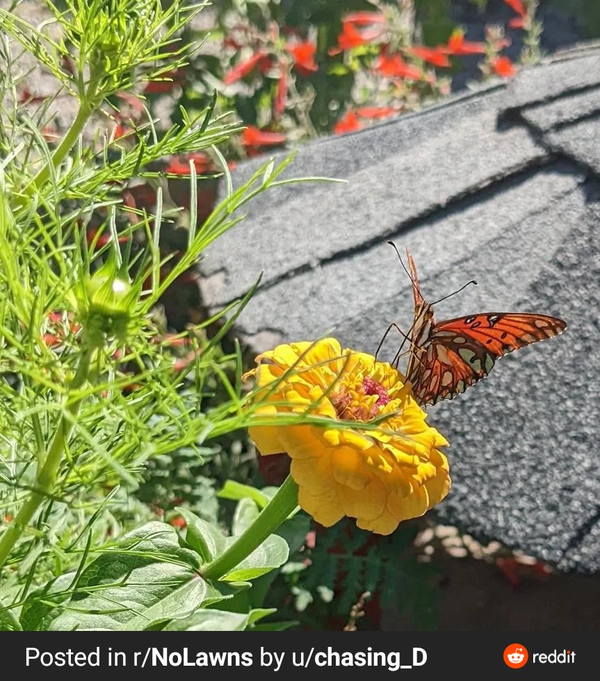 Reddit user u/chasing_d shares that more flowers = more friends, remove your lawn today