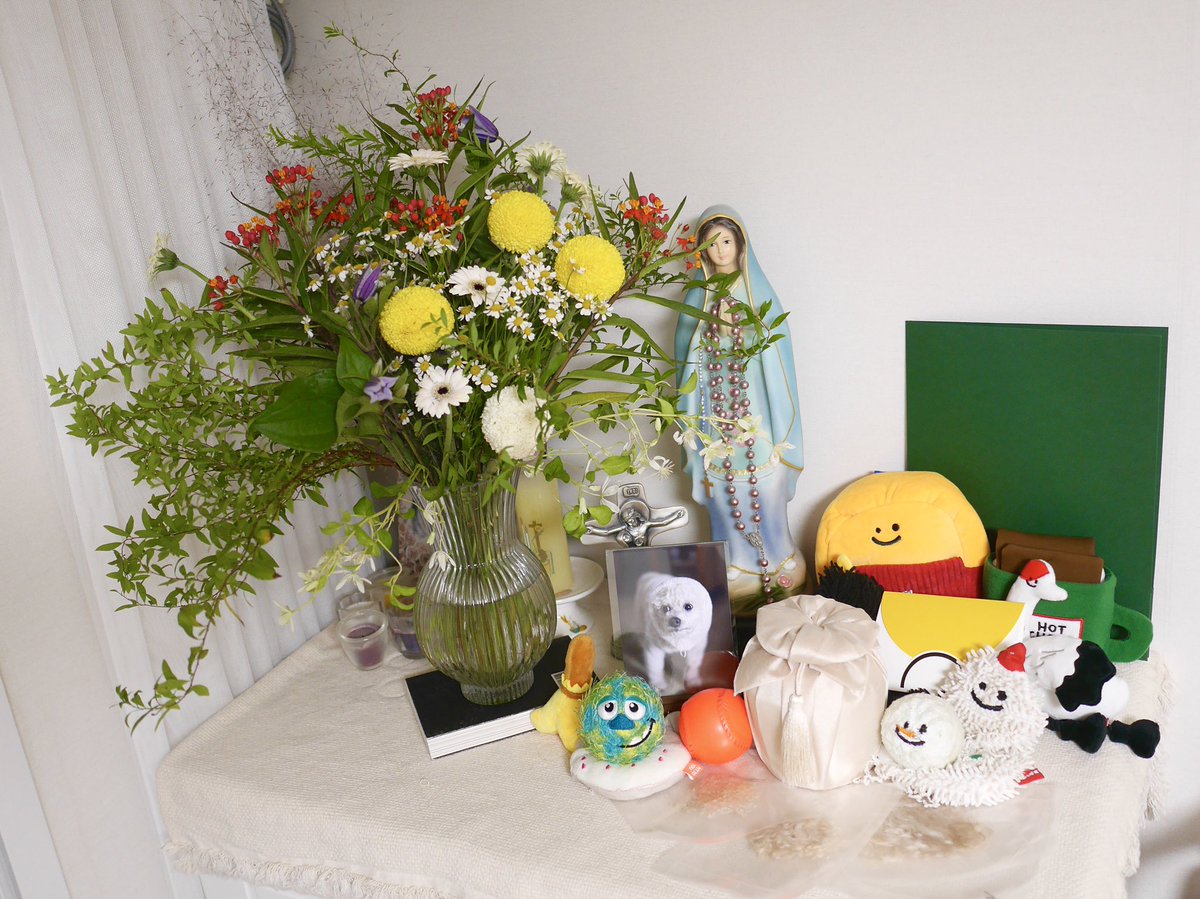 elaland's tweet photo. 일일이 오늘 이모한테 꽃선물 받았다. 일일이 꼬리를 닮은 노란 퐁퐁소국을 계속 만져봤다.(흰색은 장례식장에서 받은 것 중에 여전히 싱싱해서 꽂아둠) 일일이 몸에 해로울까봐, 먹어버릴까봐 꽃 냄새도 못맡게 했었는데 이제 실컷 냄새 맡아. 사랑해 우리 애기. https://t.co/pH4mlnQzMf