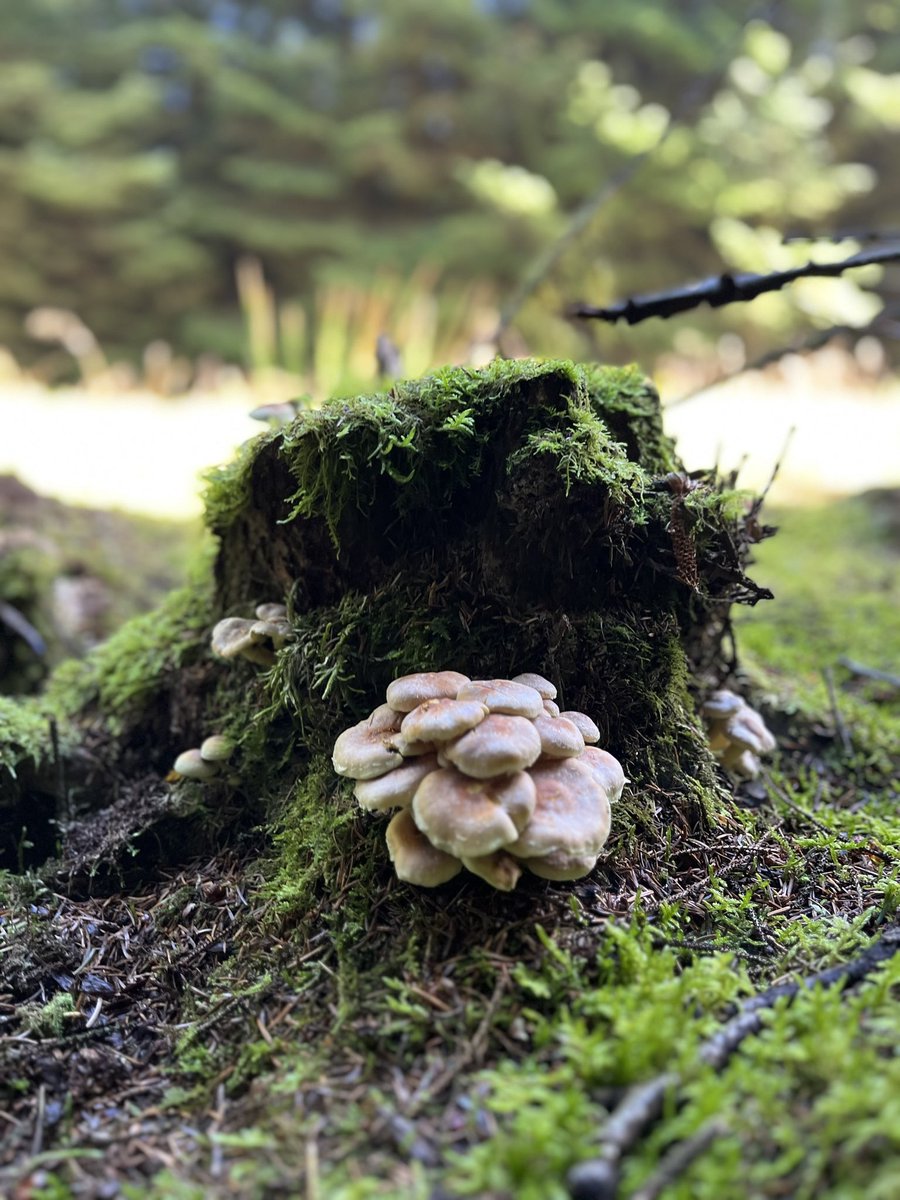 dina_schwartz4's tweet photo. Some forest #photography from Slaley woods last Friday. All about the #mushrooms covering the forest floor. Would love help with IDs if anyone is keen 🍄
#NaturePhotography #nature #shrooms #mushroomid #forestfinds #natureid #Naturelover https://t.co/cO4u9Gjd11