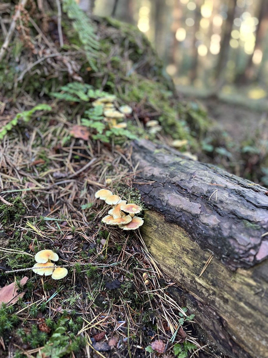 dina_schwartz4's tweet photo. Some forest #photography from Slaley woods last Friday. All about the #mushrooms covering the forest floor. Would love help with IDs if anyone is keen 🍄
#NaturePhotography #nature #shrooms #mushroomid #forestfinds #natureid #Naturelover https://t.co/cO4u9Gjd11