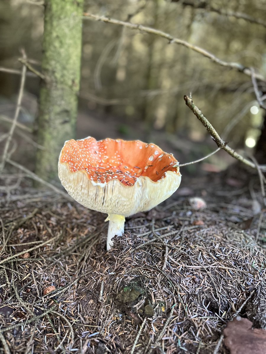 dina_schwartz4's tweet photo. Some forest #photography from Slaley woods last Friday. All about the #mushrooms covering the forest floor. Would love help with IDs if anyone is keen 🍄
#NaturePhotography #nature #shrooms #mushroomid #forestfinds #natureid #Naturelover https://t.co/cO4u9Gjd11