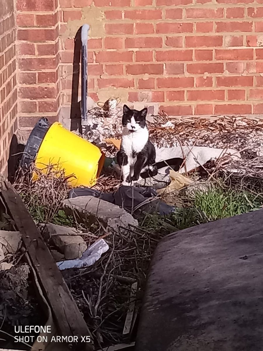 Urgent, please retweet to HELP FIND THE OWNER OF THIS CAT #HILLINGDON #WESTDRAYTON #LONDON 

Been hit by a car, dragging his back legs, young and looks well cared for. Please share widely to help him get back to his real family. 
DETAILS  
facebook.com/groups/5471520…
<a href="/JaneFallon/">Jane Fallon</a>
