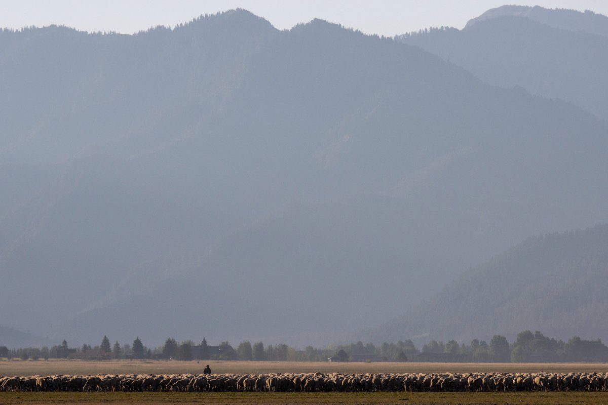 GrandTetonLamb's tweet image. So excited to be launching Grand Teton Meat Company! The Siddoway family ranch is herding sheep out of the mountains. Reserve your fresh mountain lamb today at grandtetonmeat.com.