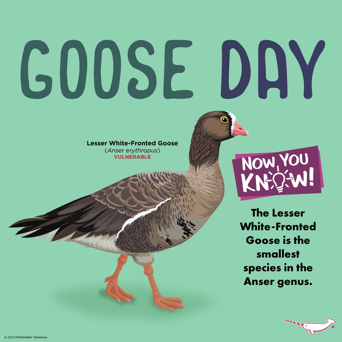 PepomintNarwhal's tweet photo. #GooeDay #LesserWhiteFrontedGoose

2023 #PeppermintNarwhal Animal Holiday Calendar - Presale: https://t.co/axciC2utjo
Use code: PRESALE at checkout for 
20% Off calendars thru 10/31/22 https://t.co/gqm4S4wlhV
Calendars ship in Nov.

#PeppermintNarwhal:
https://t.co/gqm4S4wlhV https://t.co/aAZkeU5kyC