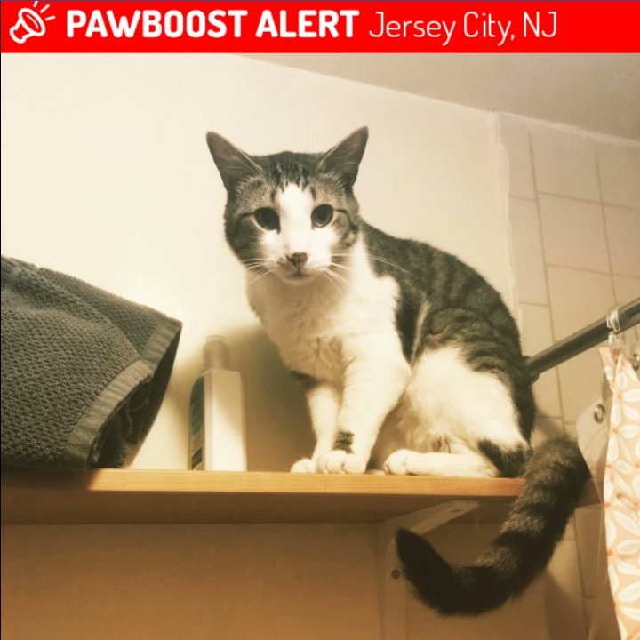 NellENel's tweet photo. DOWNTOWN: Please keep an eye out for sweet Leo who may be hurt and limping! He broke through a window screen, ran across the street & was clipped by a car. Last seen heading down the alley btwn 4th and 5th St from Coles towards Jersey Ave.
#LostCatAlert #JerseyCity #HarsimusCove https://t.co/1bv0zvNa31
