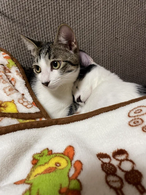 ざらめ「チョコなら隣で寝てるぜ」#猫のいる暮らし  #猫 #お猫さま 
