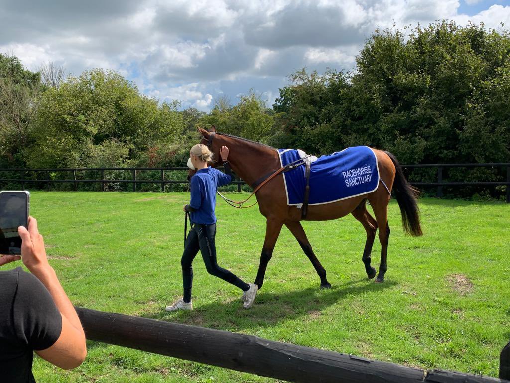 racehorsesanct's tweet photo. A few more pics from our wonderful open day! You can always trust #horselovers to pull together to make something special 🥰 #exracehorses #ottbs https://t.co/NRK2V1oyMl