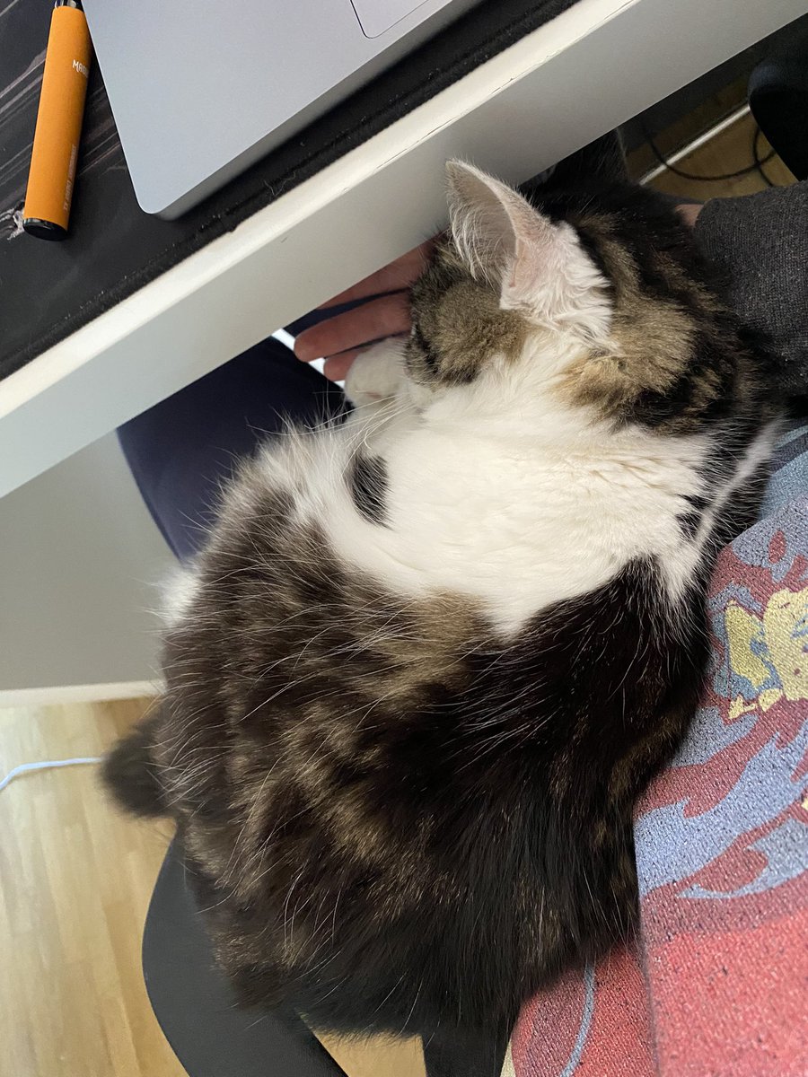 SapinLeChat's tweet photo. 🛌 https://t.co/ed1JYcJPBX