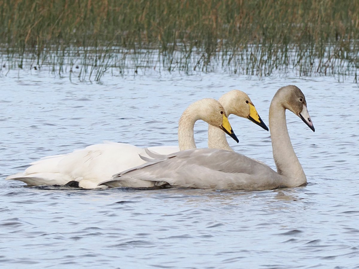 A newly arrived family of #WhooperSwans this morning at Lough Doo #AchillIsland - a clear sign of the changing seasons #Natura2000