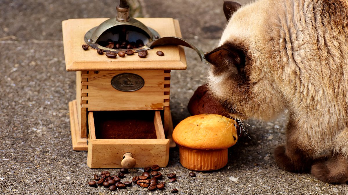 Today marks the start of #NationalBakingWeek (14th - 19th) If you're baking anything feline related this week then please let us know!