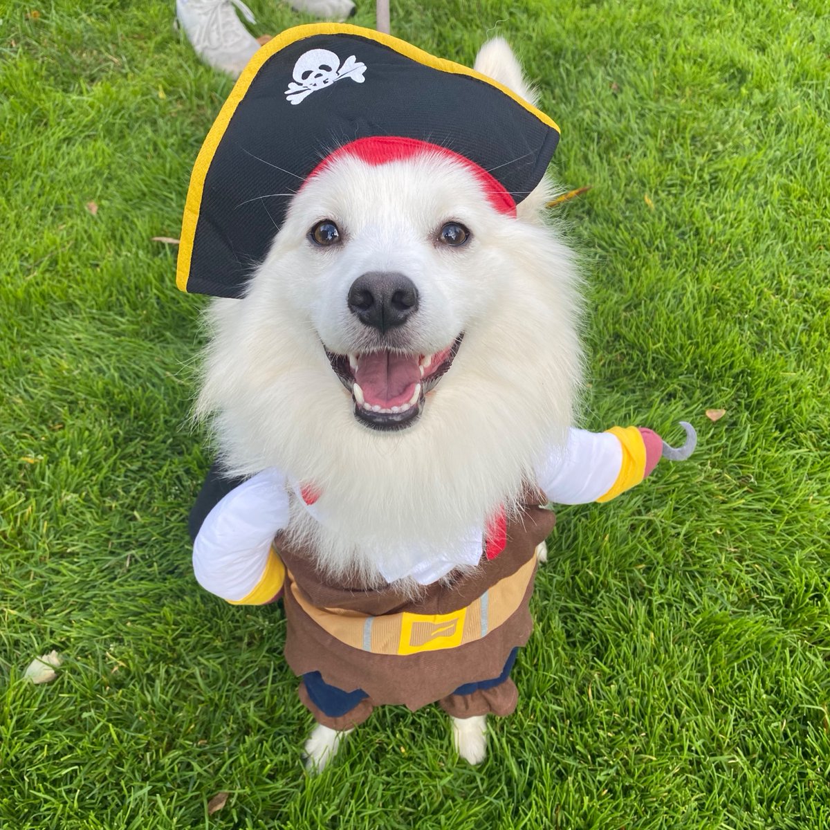 Prepare for a cuteness overload! 🐶👻🎃
We are ONE MONTH away from our Harbor Point Howl-o-ween pet costume parade! Let your mut strut their stuff in Commons Park.

Link in bio for event details. 

#lovewhereyoulive
#harborpoint
#stamfordct
#halloween
#costumeparade
#doglovers