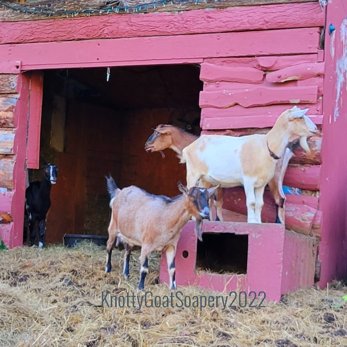 KnottyGoatSoap's tweet photo. And three more makes lucky 13.... 
Hear the story of these girls on Twitch at 3pm Friday (tomorrow). Comment or message us and we'll send you the link to our anonymous Twitch channel. https://t.co/OH0G0VQycy