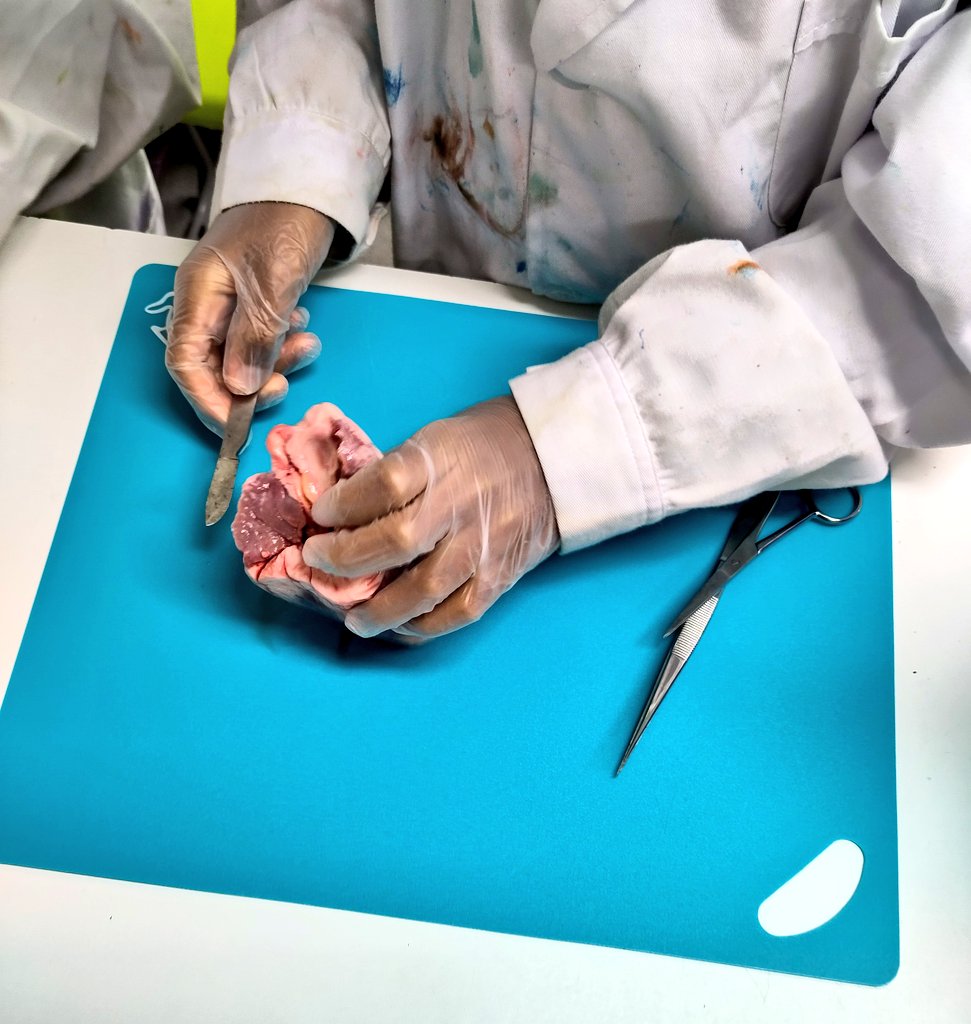 St Anthony's Boys Science tweet media