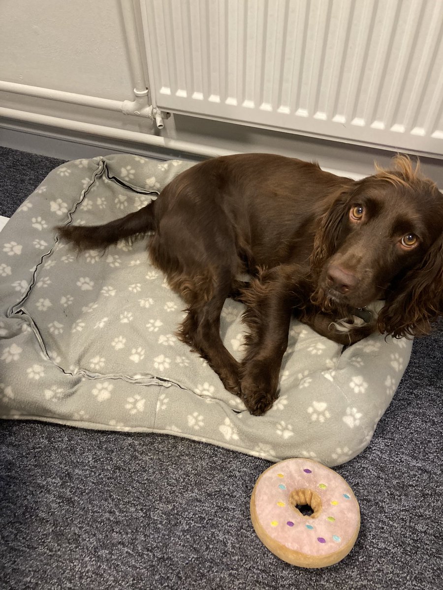 DeltaElland's tweet photo. The surprise Delta AP rewards donuts were very well received today…even Ivy our therapy dog had her own special treat! #TEAsuccess #TEAPride #donuttokens https://t.co/VPMw8ntN6S