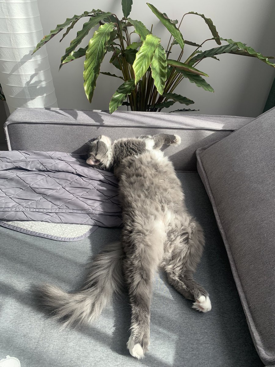 HellenNft's tweet photo. My #web2 life be like 😺🌴 https://t.co/kZ0a1mDMw0