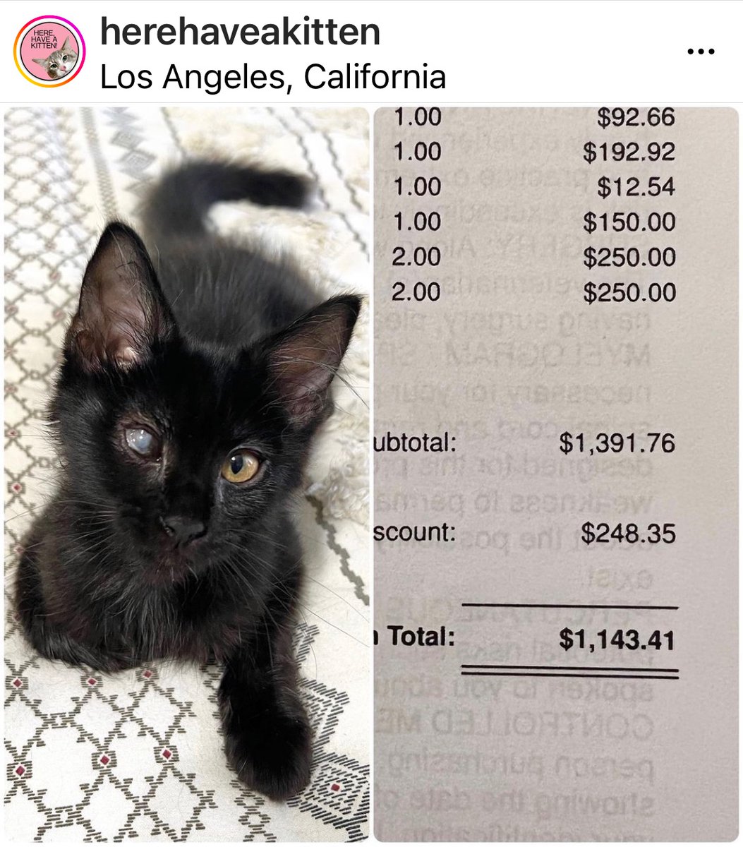 SEStewart5's tweet photo. This is Winx. She was rescued by Here Have a kitten. She needs eye surgery to regain sight lost to an infection she caught while she was still in the streets. Please donate to her #fundraiser - every little helps! #CatsofTwittter #cat #KittensOfTwitter https://t.co/q0U531RARB https://t.co/P4JBhq8QIa