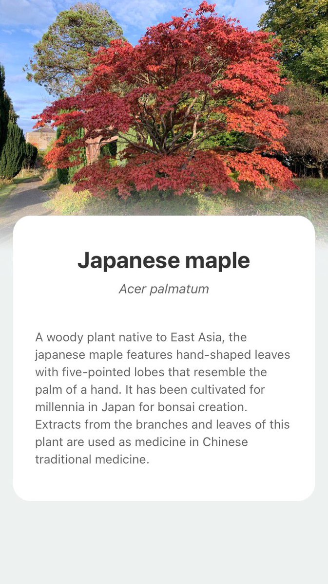 A little bit about me <a href="/PictureThisAI/">PictureThis</a> #GettingToKnowTree <a href="/EnviroPsychMU/">EnviroPsychMU</a>