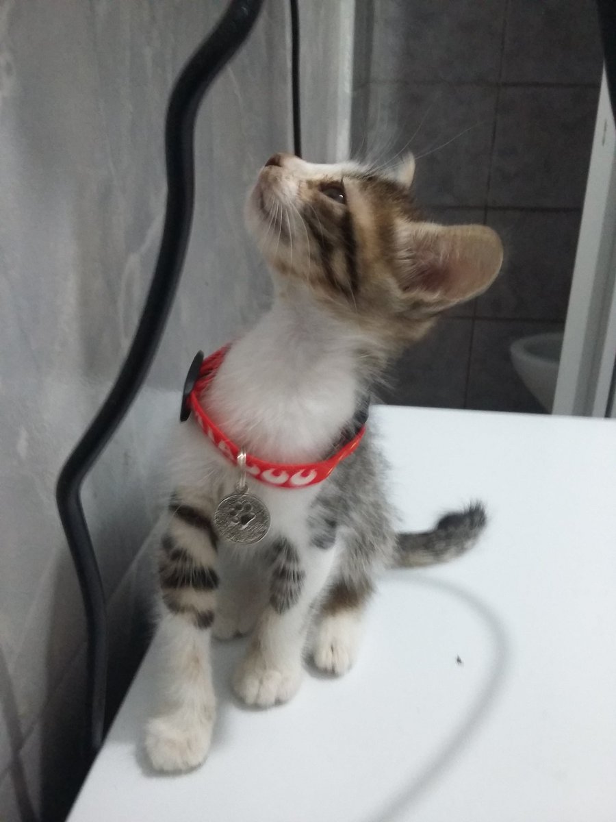 FuriaMarcus's tweet photo. Há exatamente 2 anos eu ganhava esse tesouro de presente de uma vizinha. Era lockdow severo e eu queria um bichinho pra companhia. Jamais poderia imaginar o tanto que iria me apegar e o tanto que ia amar essa criaturinha divina.
#FelizAniversário
#DoisAnos
#Lelé 😻🎂 https://t.co/a7BuhmkbVa