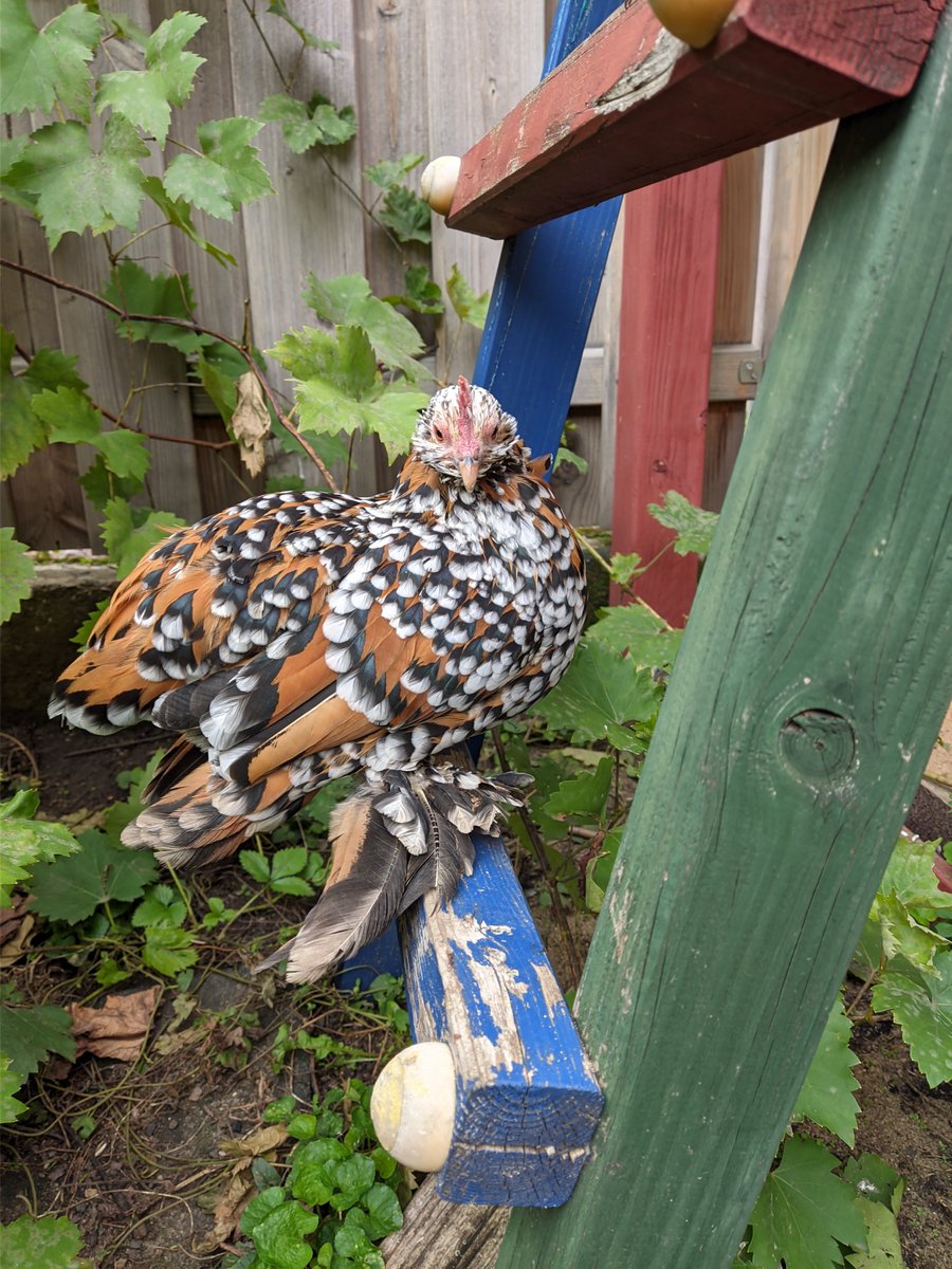 HenGertrud's tweet photo. My #chickens are fine. https://t.co/6AjJXeZEq3