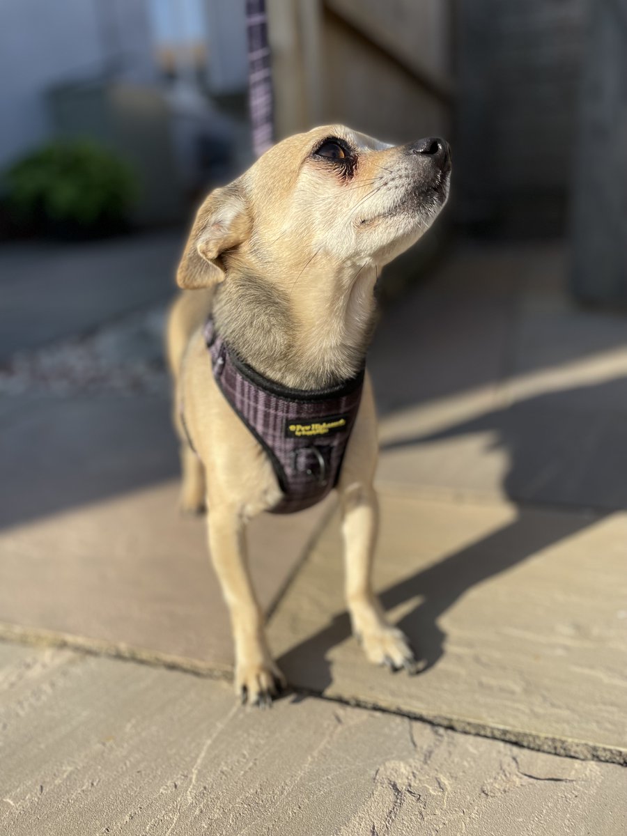 A gorgeous Chihuahua (Nipper) modelling our size 'Small' Harness Set. 

Our size 'Small' fits: Jack Russell, Lhasa Apso, Dachshund and other similar breeds! Just click to shop! 

#Chihuahua #jackrussell #lhasaaspo #dachshund #smalldog #smalldoglove #dogsets #dogharness #doglead