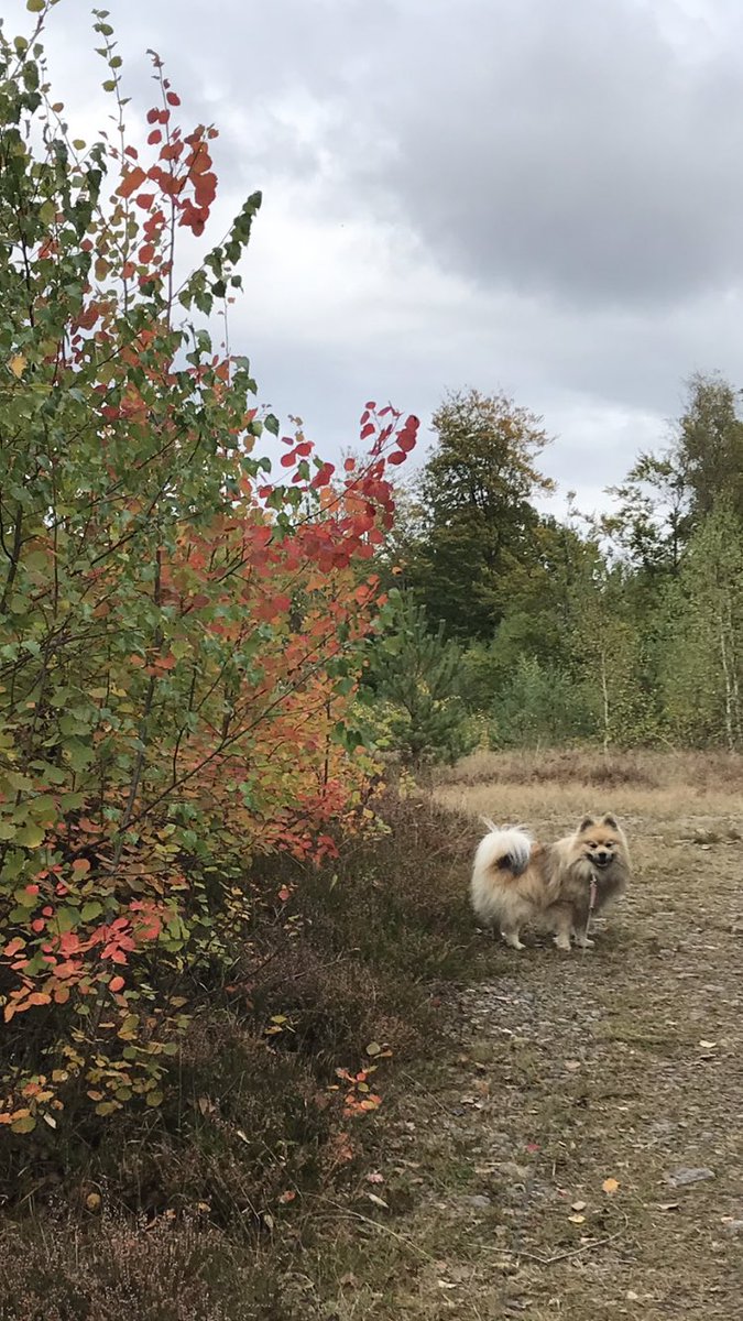 sunsve's tweet photo. @StormHour @RMetS @RainViewer Cloudy afternoon dog walk. The leavses are beginning to take on beautiful colours here in south Sweden. 🍁🍂 https://t.co/yCHI3136Pf