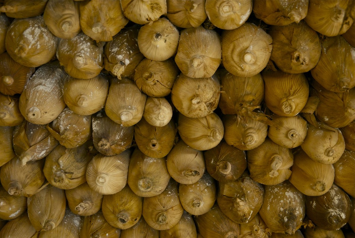 TNC México tweet media