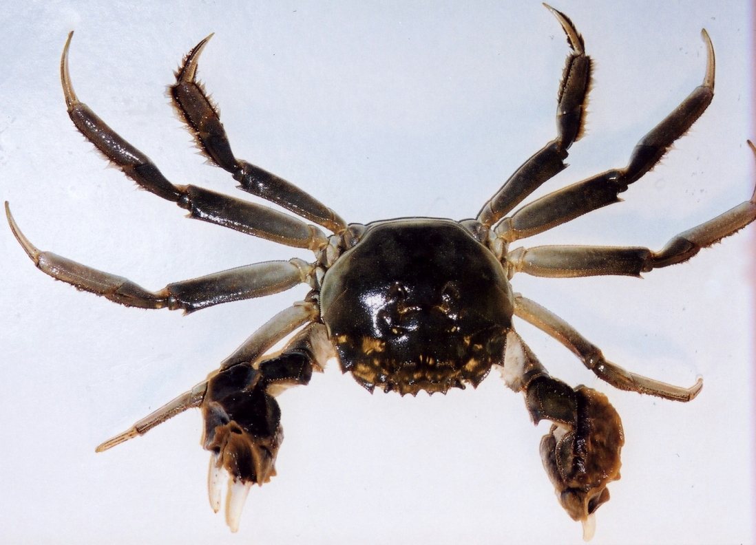 SERCinvasions's tweet photo. #InvaderABCs E is for Eriocheir sinensis! The Chinese Mitten Crab is native to China and has been introduced throughout Europe and North America. It was listed by the IUCN as one of the ‘100 worst #invasive species’. 📷Leif-Matthias Herborg https://t.co/4RKCkINMq1 https://t.co/7i6ZGpdkE3