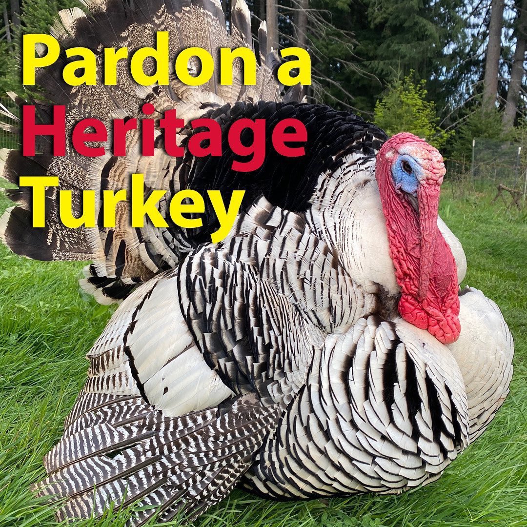 HealthyChickens's tweet photo. By petitioning the President of the United States of America to pardon a heritage turkey these sustainable breeds will gain recognition + more family farms will be encouraged to raise them. Sign our petition here:

https://t.co/2gjipIBgcj

#narragansett #bourbonred #Turkey https://t.co/hXfbTxwkNr