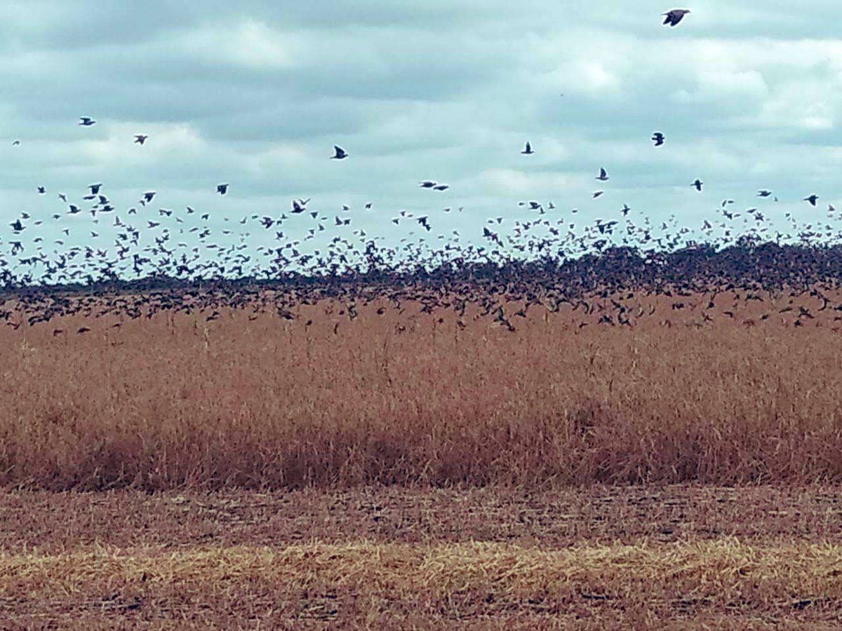 HPWingshooting's tweet photo. A FEW DOVES IN THE FIELD!!!

Enjoy this experience in Argentina with us!

MORE INFORMATION???.
CALL US!! +1 305-804-8040 🇺🇸

CONTACT US 🇦🇷️
hugopascuettin@hotmail.com
+54 9 03574-15638933
+54 9 03574-15416334
https://t.co/cBWrKWnU1j
CÓRDOBA, ARG https://t.co/fcgPstEzTE