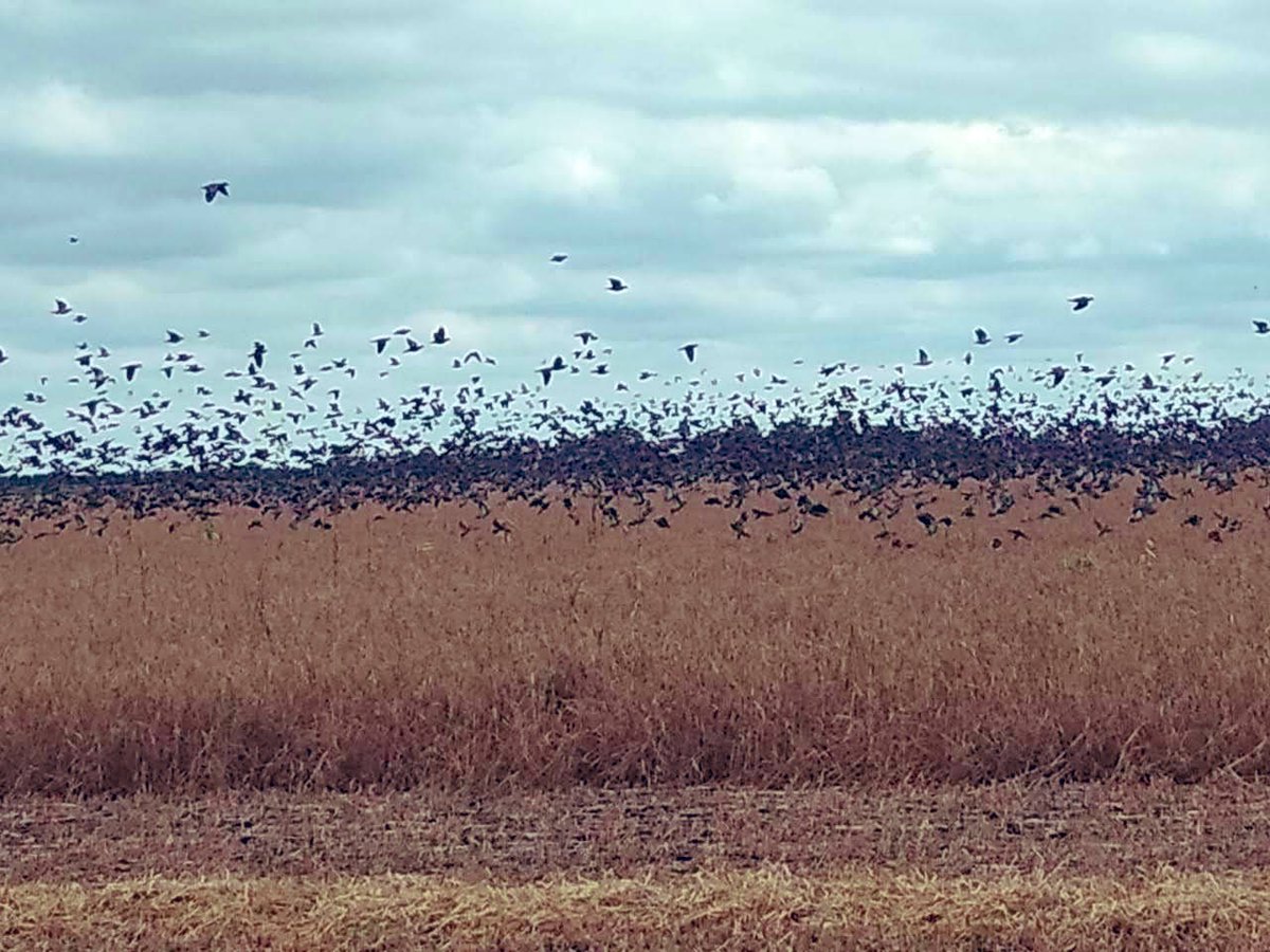 HPWingshooting's tweet photo. A FEW DOVES IN THE FIELD!!!

Enjoy this experience in Argentina with us!

MORE INFORMATION???.
CALL US!! +1 305-804-8040 🇺🇸

CONTACT US 🇦🇷️
hugopascuettin@hotmail.com
+54 9 03574-15638933
+54 9 03574-15416334
https://t.co/cBWrKWnU1j
CÓRDOBA, ARG https://t.co/fcgPstEzTE