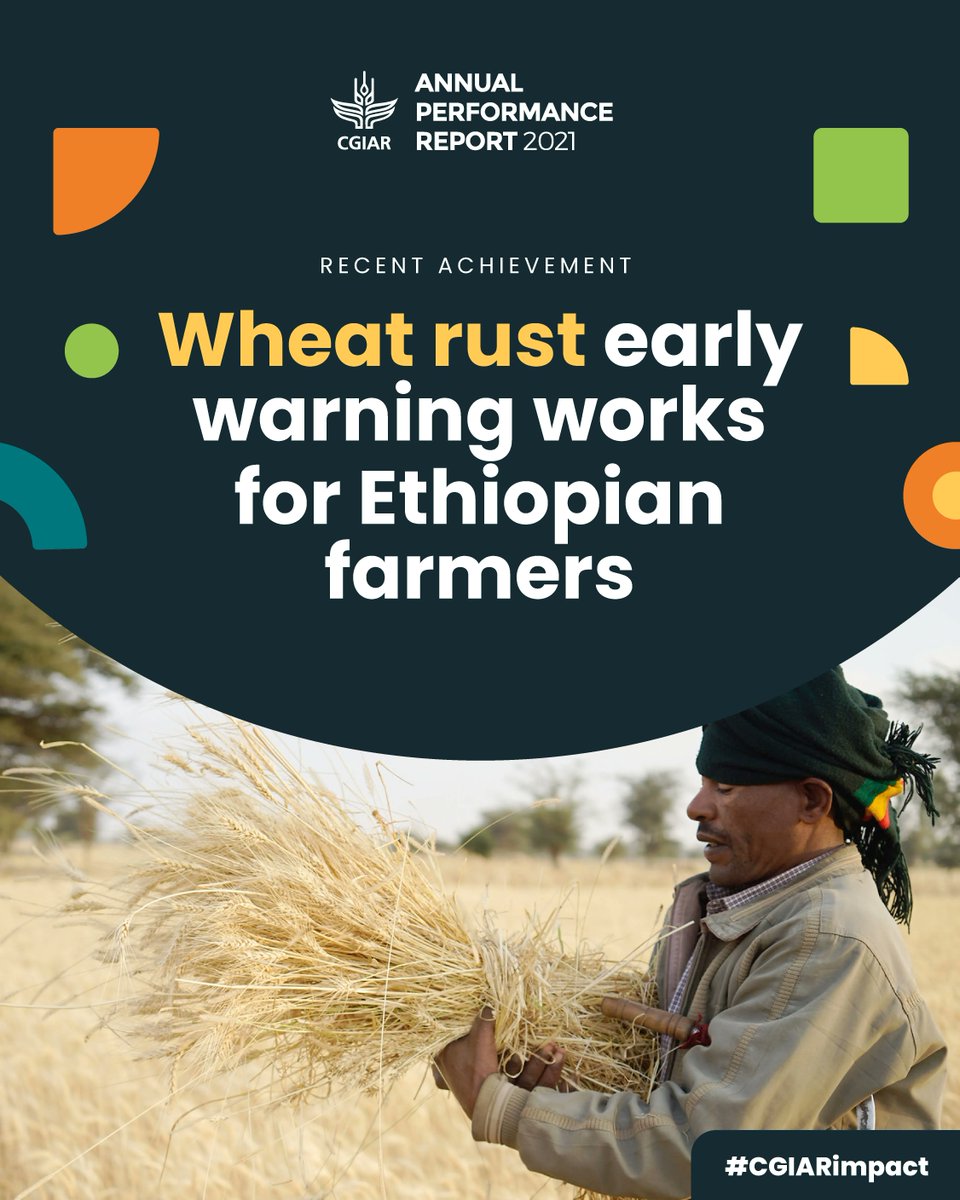 KropffMartin's tweet photo. 🚨Early warning activities led by the @CGIAR Research Program on Wheat help farmers and authorities respond effectively to wheat rust outbreaks and avoid catastrophic crop losses.
Learn more: https://t.co/3Yoh5TxOnV
#CGIARWheat #CGIARimpact https://t.co/uZoG4bWEZI