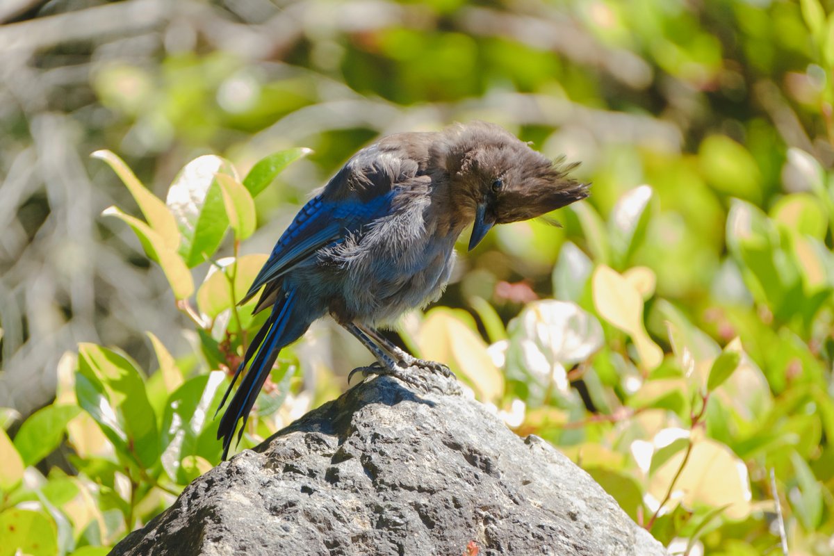 Curious about the birds featured in our new A Checklist of Birds Socks inspired  by  the @VictoriaNHS checklist? Hop over to my blog to learn about them &amp; see some bird photography. 🦆 
andrearangel.com/andrearangelbl…

Which bird calls to you the most?
