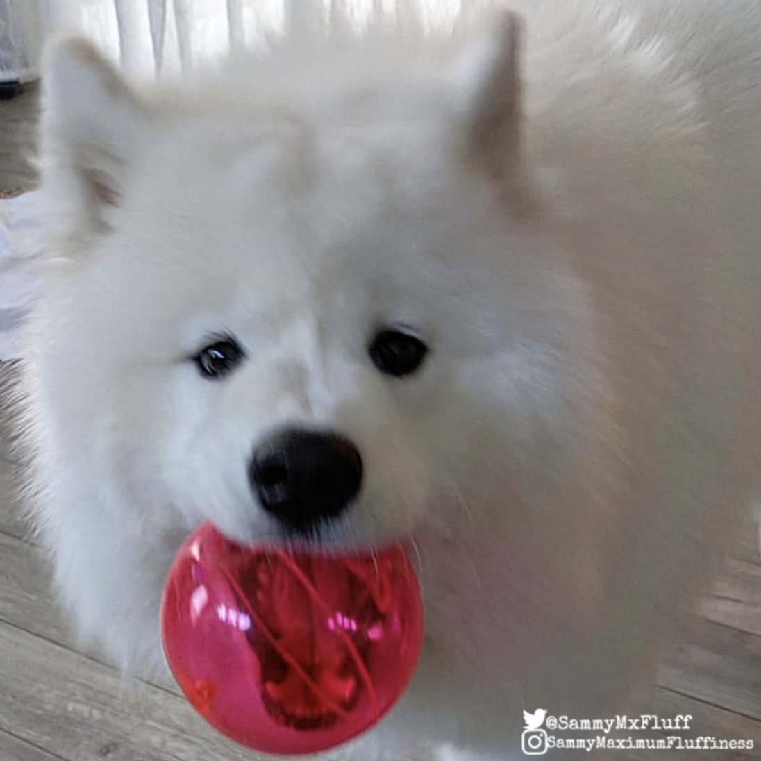 SammyMxFluff's tweet photo. Does this ball make my mouth look bigger? 😆🤣😂 Happy almost Friday! 😁🐾

 #happyalmostfriday #ThursdayMotivation #thursdaymood #SammyMaximumFluffiness https://t.co/bWvSWcojcx