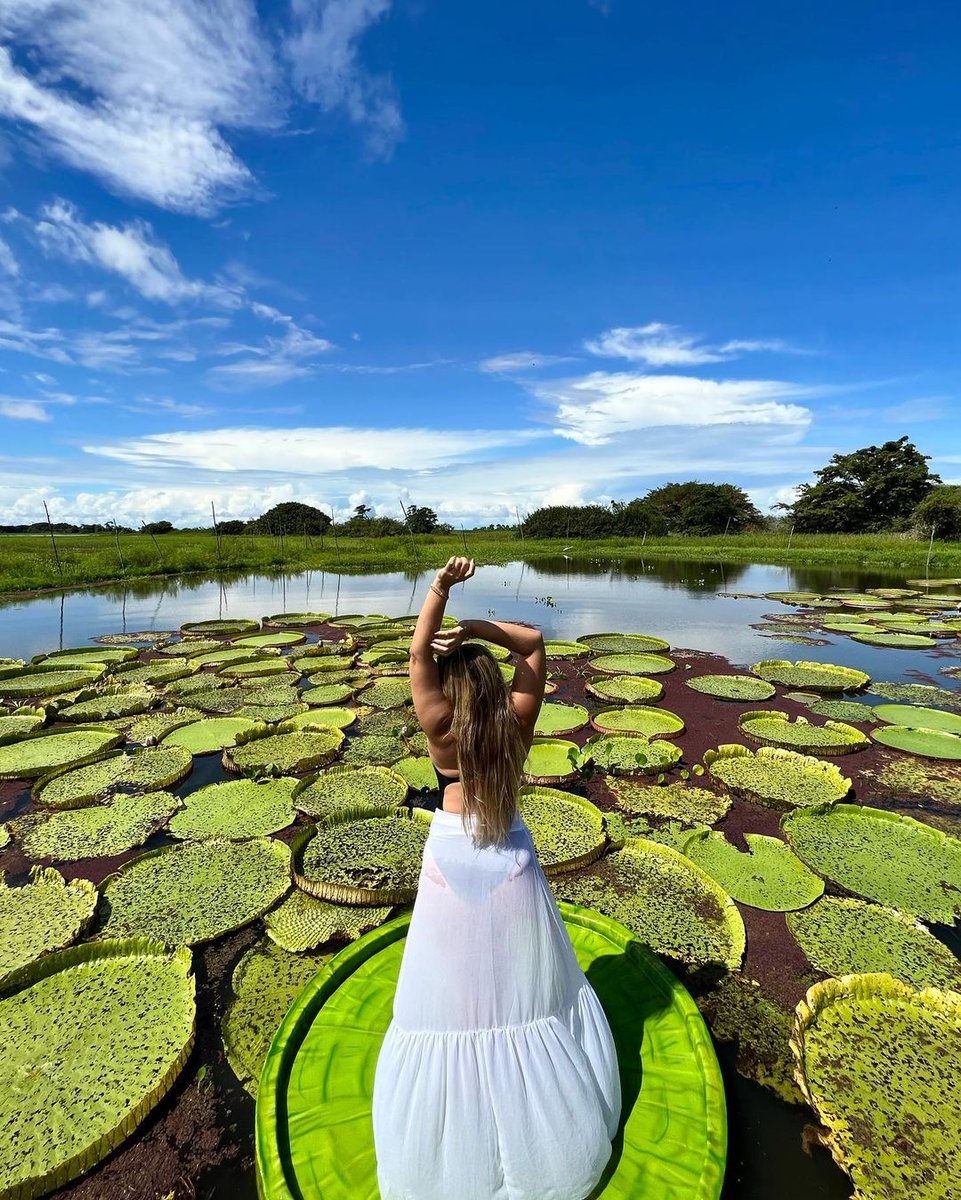 SouAmazonia's tweet photo. Proteger a Amazônia é preservar a vida.
Use #souamazonia
Siga @elianemachadooficial
#vitoriaregia #amazonia #alterdochao #canaldojari #destinosnacionais #destinosbrasileiros #conheçaamazônia #partiubrasil #amazoniaviva #amazoniabrasileira https://t.co/aVEqWmqUGC