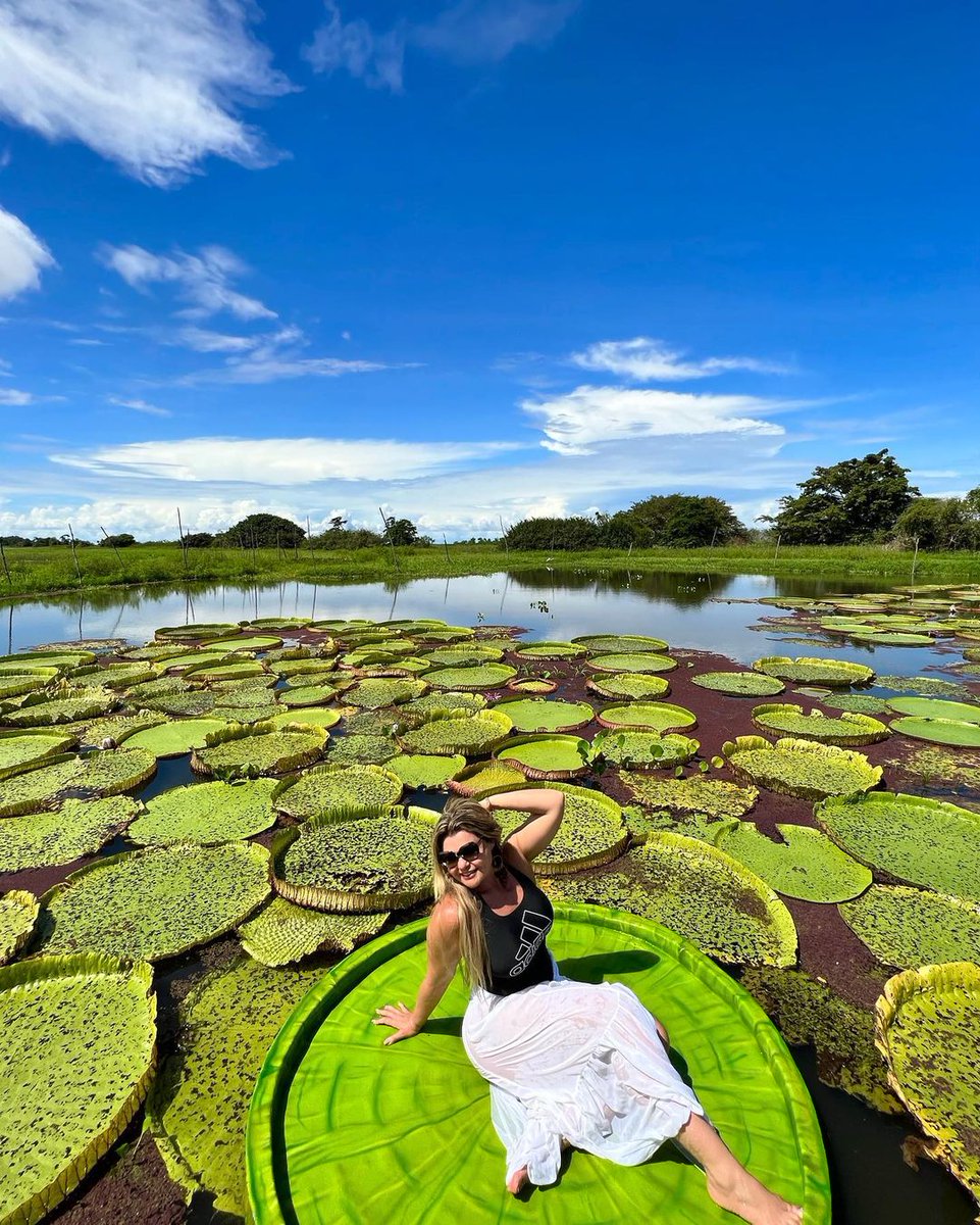 SouAmazonia's tweet photo. Proteger a Amazônia é preservar a vida.
Use #souamazonia
Siga @elianemachadooficial
#vitoriaregia #amazonia #alterdochao #canaldojari #destinosnacionais #destinosbrasileiros #conheçaamazônia #partiubrasil #amazoniaviva #amazoniabrasileira https://t.co/aVEqWmqUGC
