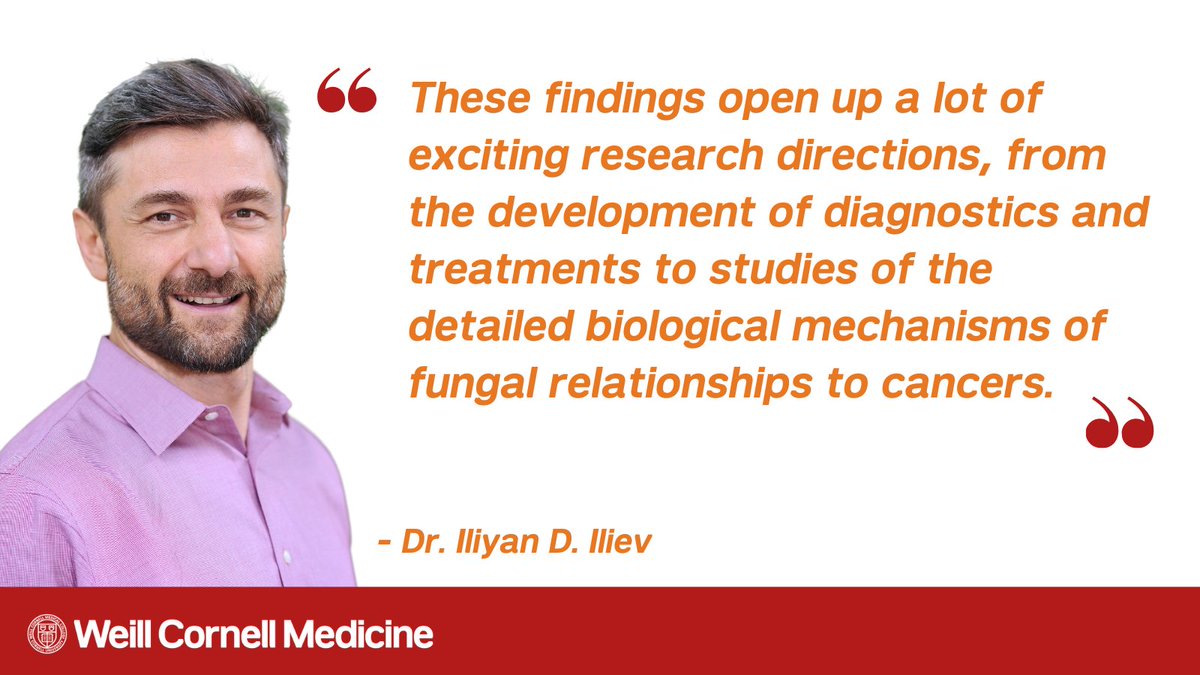 Certain fungal species found in tumors are linked to tumor growth and worse cancer outcomes, according to a study led by Dr. Iliyan Iliev (@IlievLab) of @WCM_GI and @WCM_IBD. bit.ly/3LLZ3bh