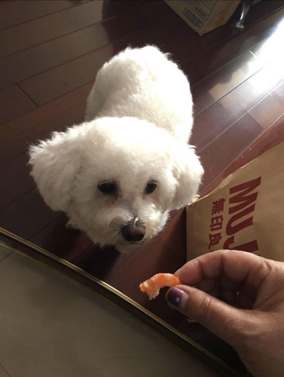 The_AnotherSky's tweet photo. まるちゃん🐶我が家に来てくれたことに感謝！一緒に過ごしてた日々、そして家族の一員としてたくさんの幸せな思い出は我が家の宝物で一生忘れない。
ありがとう！🙏お安らかに。 https://t.co/80X1vIHt8l