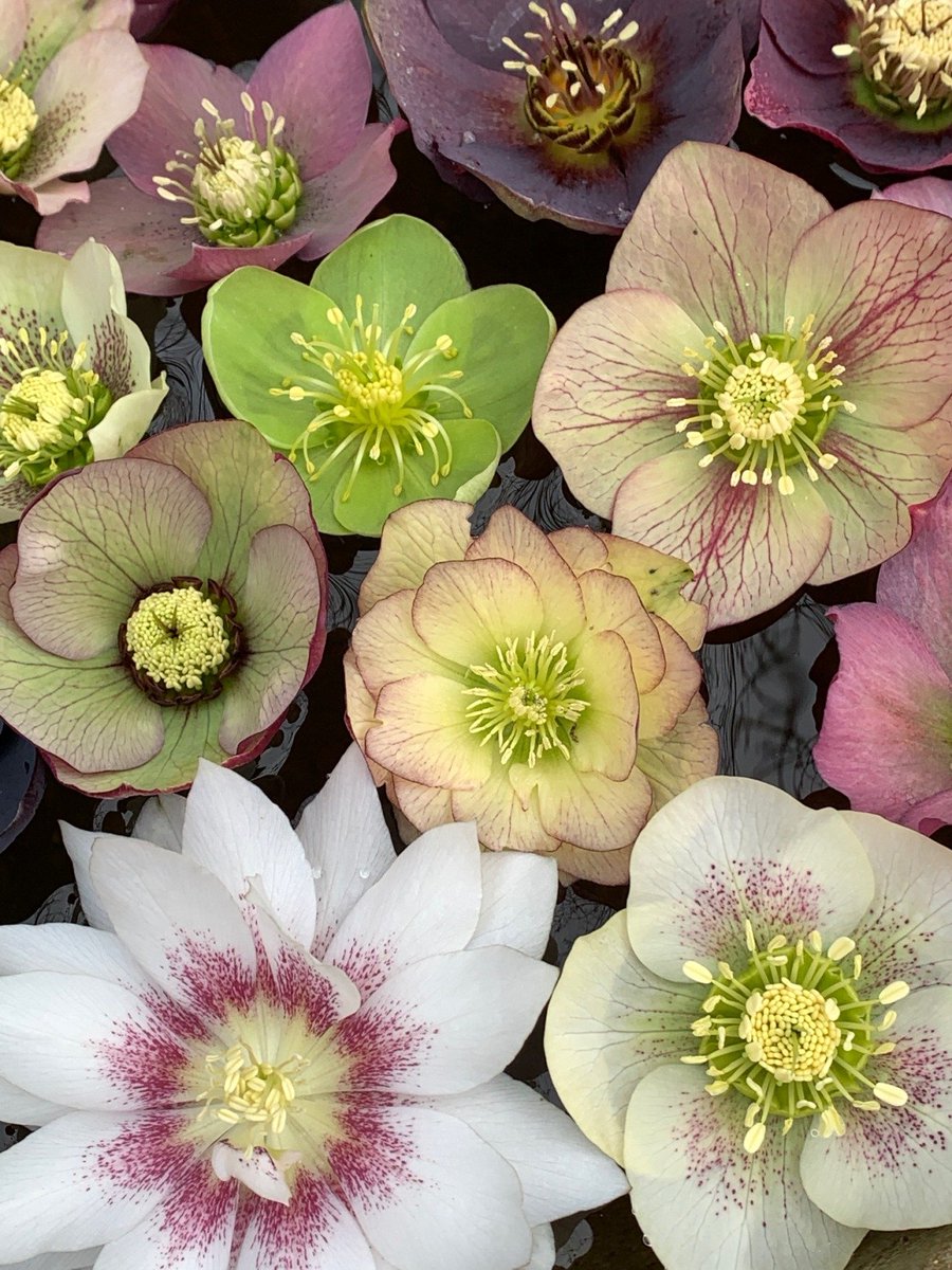 lavieestbelIe's tweet photo. Hellebore flowers https://t.co/5B7vlps64R