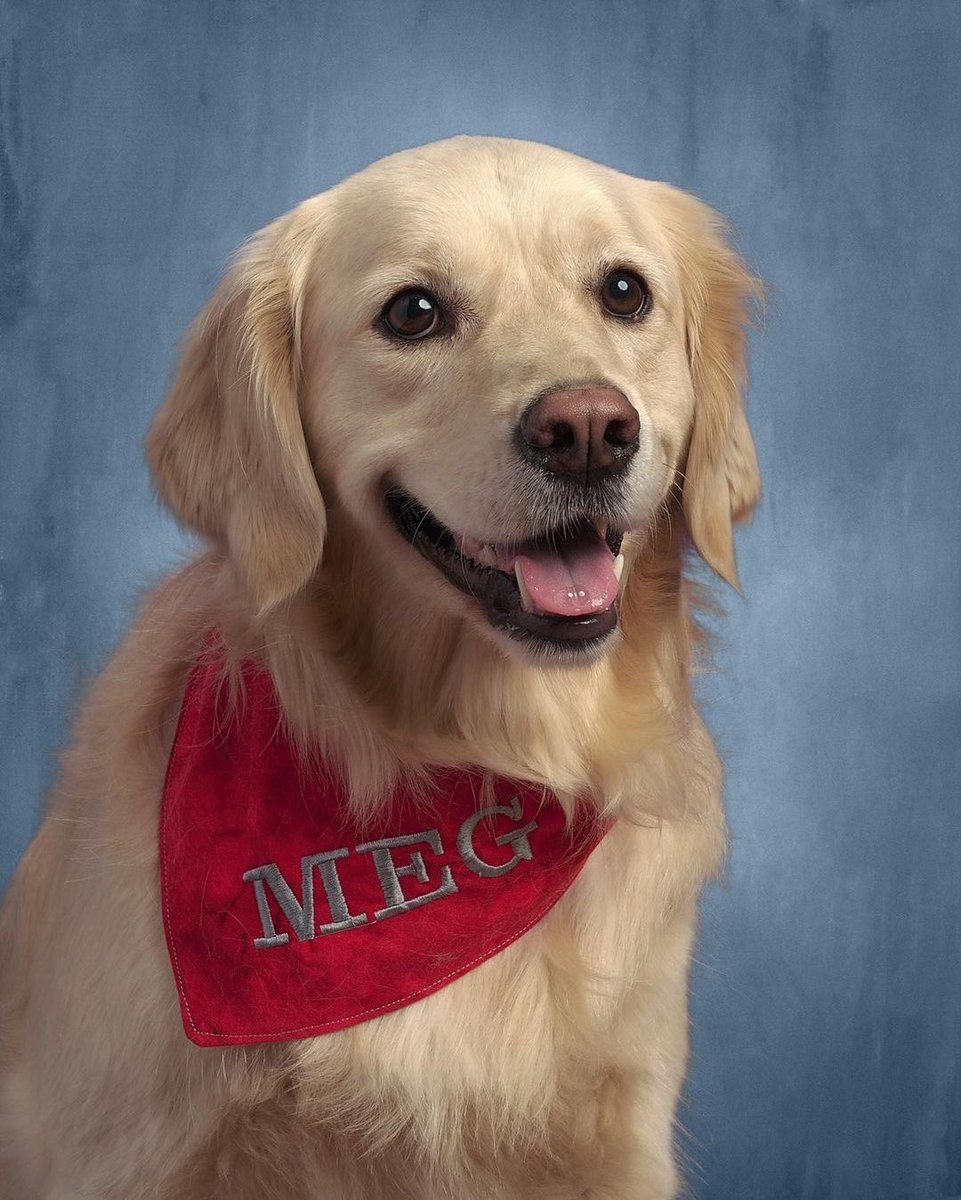 dog_rates's tweet image. This is Meg. She’s a facility dog at Goshen Middle School. Just got her class photos back and wanted to share them. 14/10