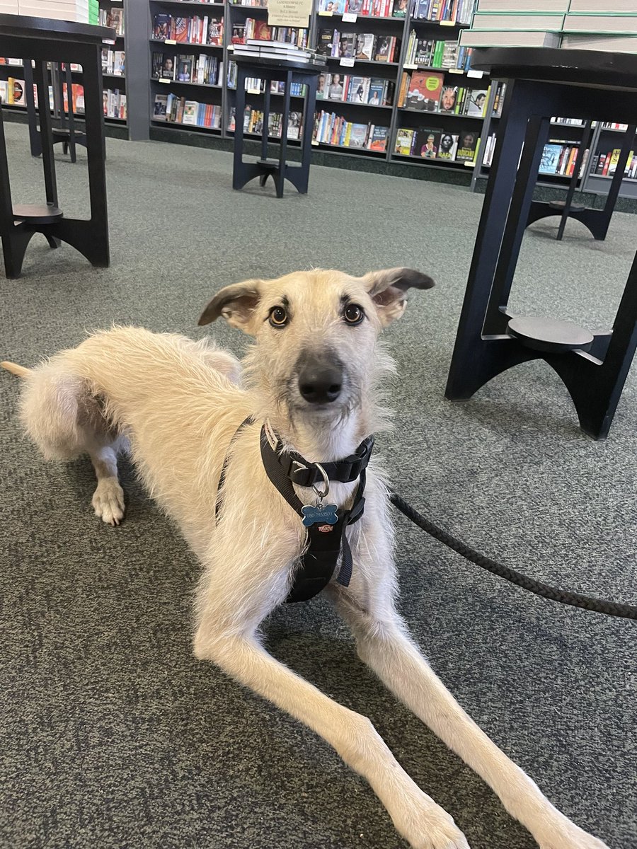 Fun fact: did you know we are dog friendly? 🐶 next time you’re headed down to us, be sure to bring your furry friend - but only if you don’t mind our booksellers nabbing you for 20 minutes to pet them!