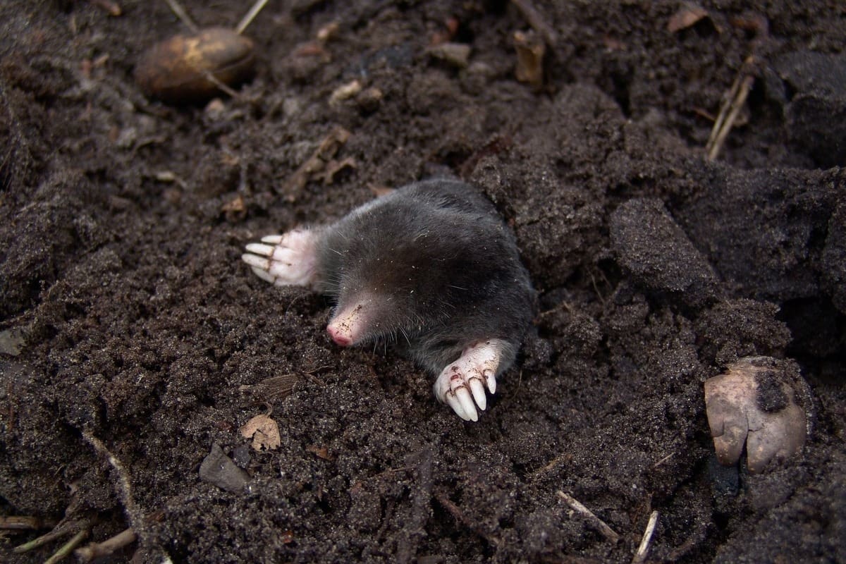 ❄️ Surprenant mais vrai : la taille du cerveau de certaines taupes varie au gré des saisons. Cela leur permet de consommer moins de nourriture en hiver.

On vous explique dans notre article : 
🔗 app.brief.science/article/2022-0…