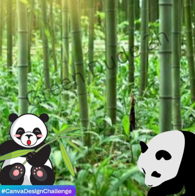 Dude2hG's tweet photo. Another project for #CanvaDesignChallenge 
Topic: Panda https://t.co/MY6XKLcYHz