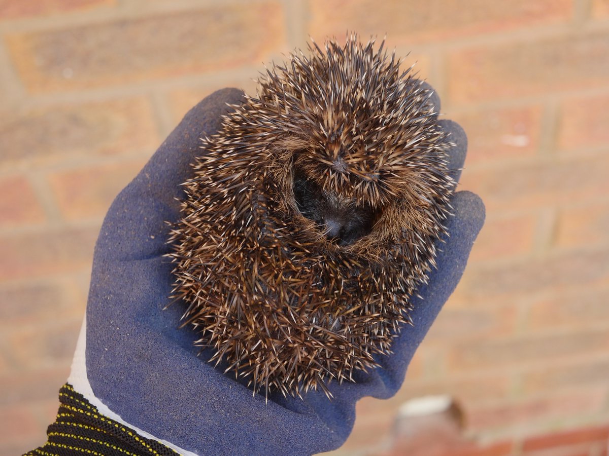 Lucy 🐾 tweet media