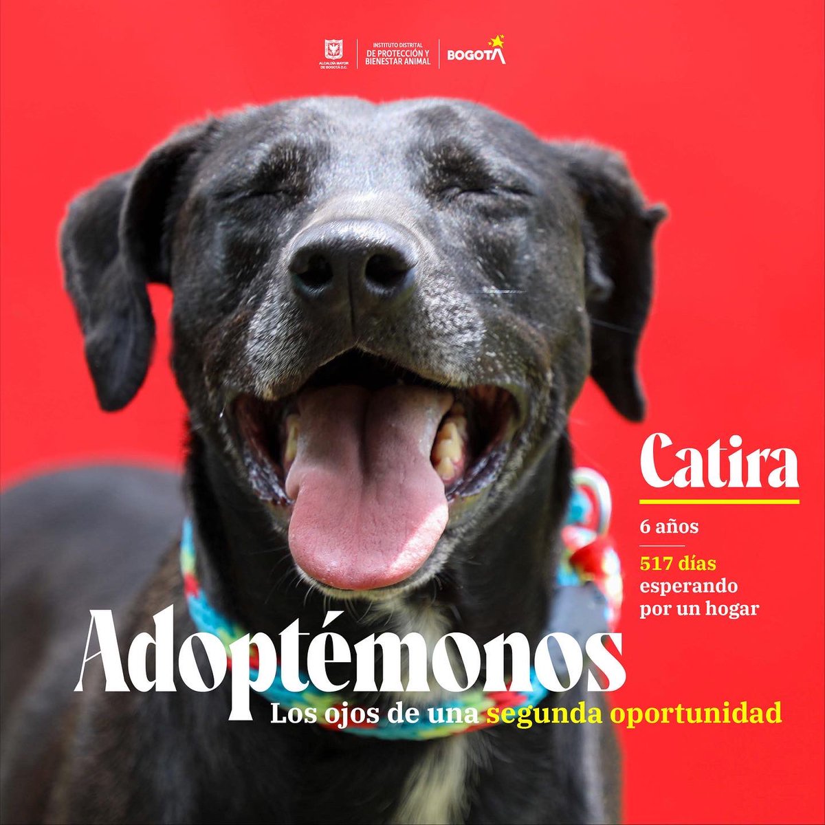 AnimalesBOG's tweet photo. 💛🐾Ella es Catira, es una bebé en cuerpo de grande, muy consentida, cariñosa con niños mayores de 10 años y sociable con otros amigos perrunos. https://t.co/oWNxnsb3Lj