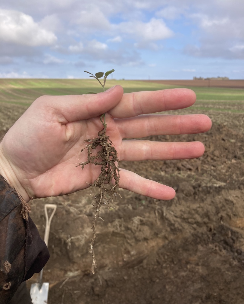 DKB Crop Protection tweet media